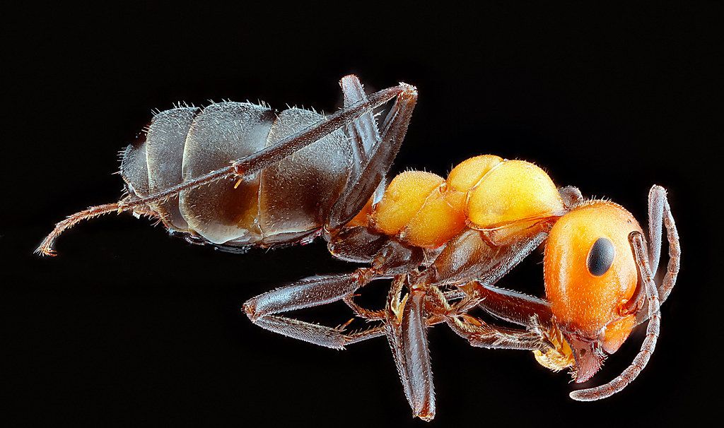 Ant Control service in New York City, NY