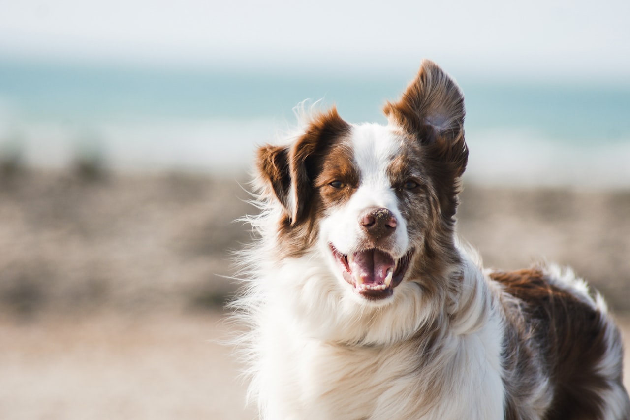 Flea & Tick Control service in New York City, NY