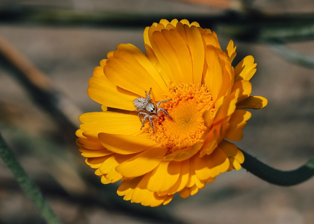 Spider Control service in New York City, NY